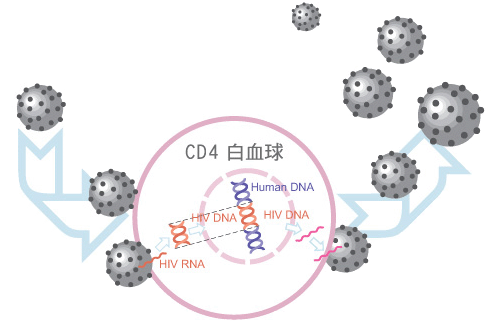 愛滋病病毒的生長過程